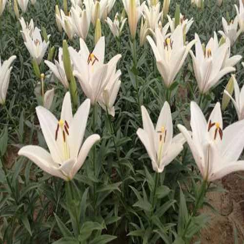 ˮʳðٺϻ_ݰٺϻ_ɽˮʳðٺо