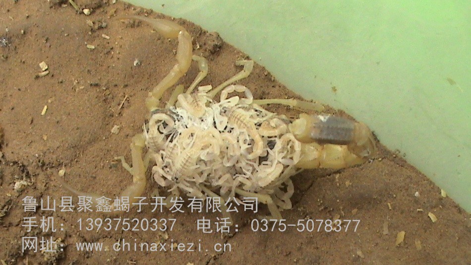 鲁山县聚鑫蝎子开发有限公司