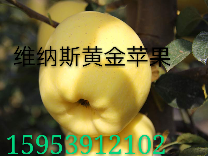临沂市河东区信嘉苗木种植专业合作社  苹果新品种维纳斯黄金苹果